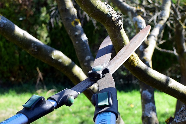 What Is The Best Time Of Year To Prune Trees